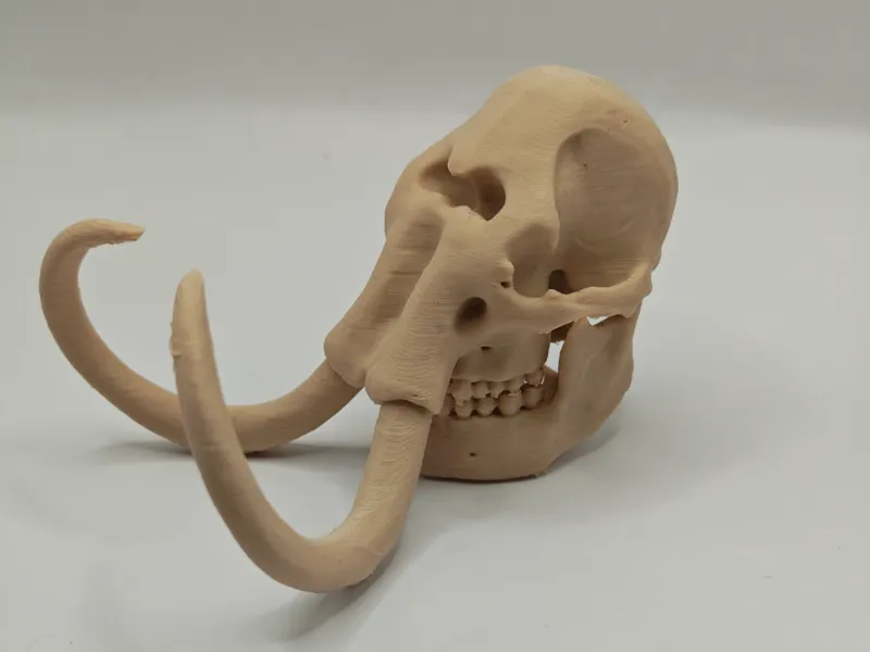 Mammut skull