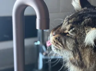 Cat Drinking Tap - Improved version added