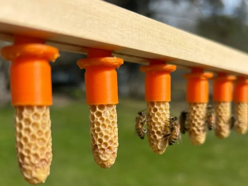 Queenbee Rearing System