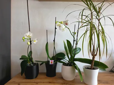 Modern Plant Pots / Planters (Elho Style)