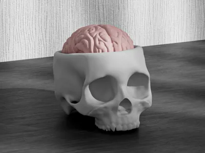 Anatomy Skull – Skull with Removable Brain