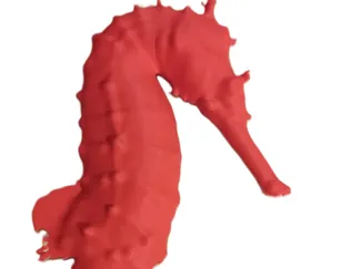 seahorse - cavalluccio marino