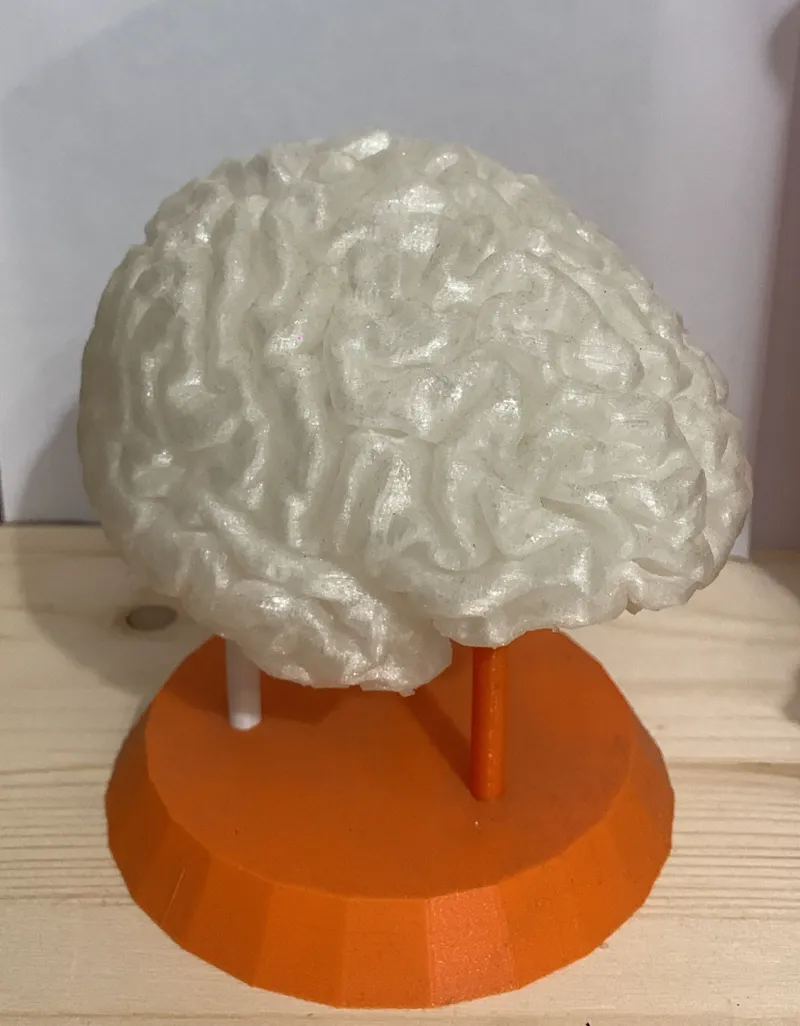 brain with stand 