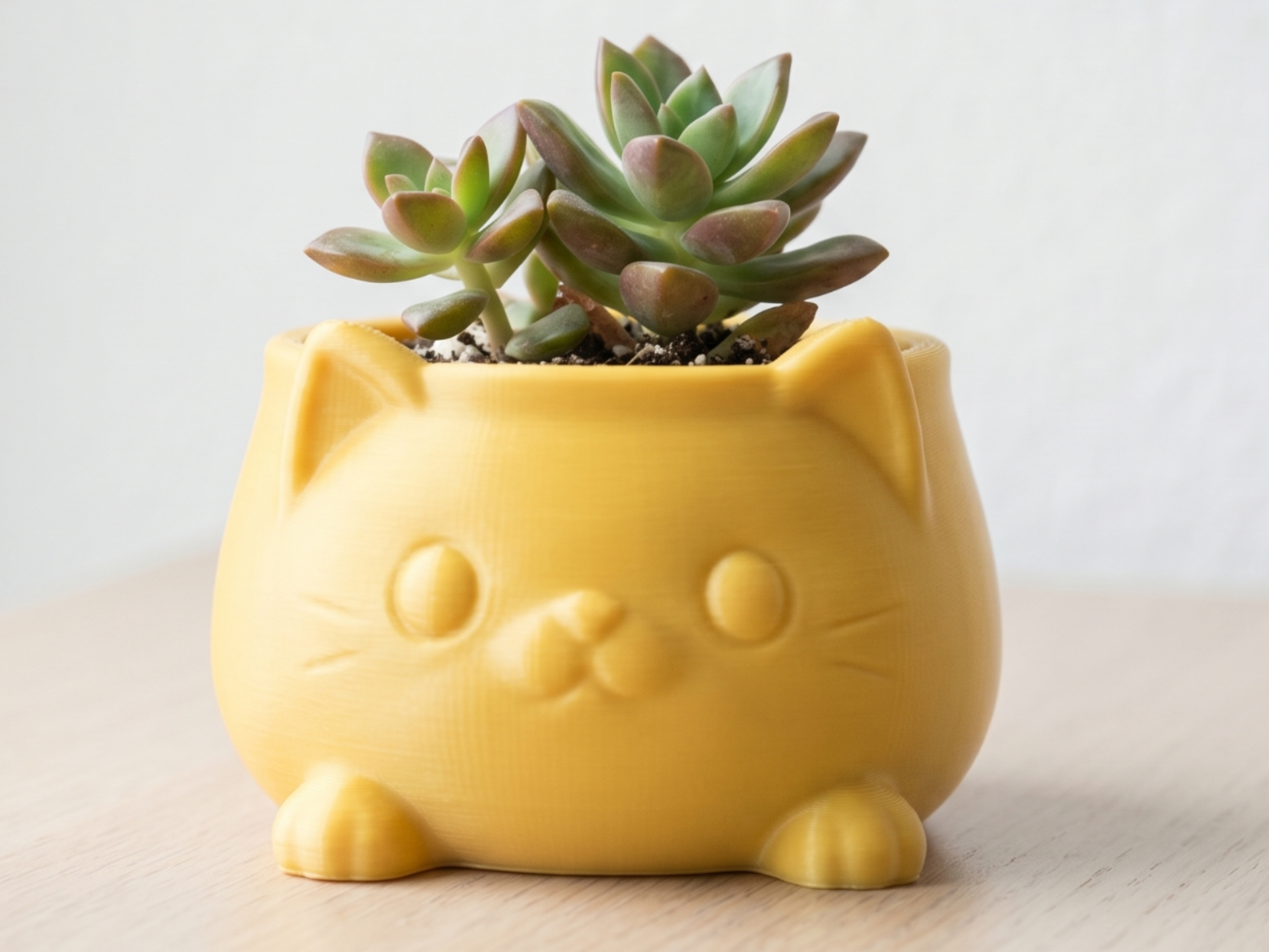 猫猫多肉花盆