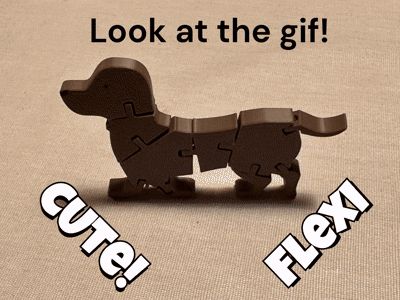 Cute Flexi Dachshund
