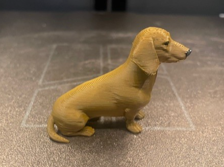 Cute Sitting Dachshund Dog
