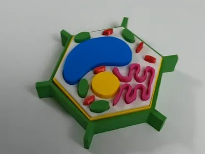 Plant Cell Model