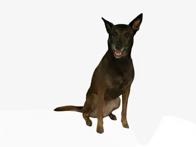 herder