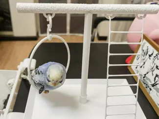 小型鹦鹉鸟磨爪棒游玩站架(楼梯已优化)