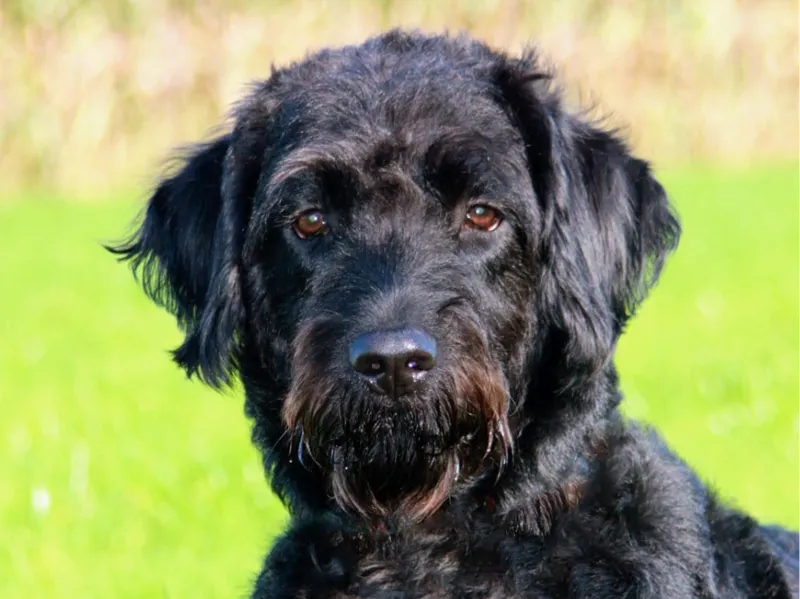 Labradoodle Model mit passender Box