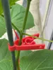Climbing Plant Positioning Clips