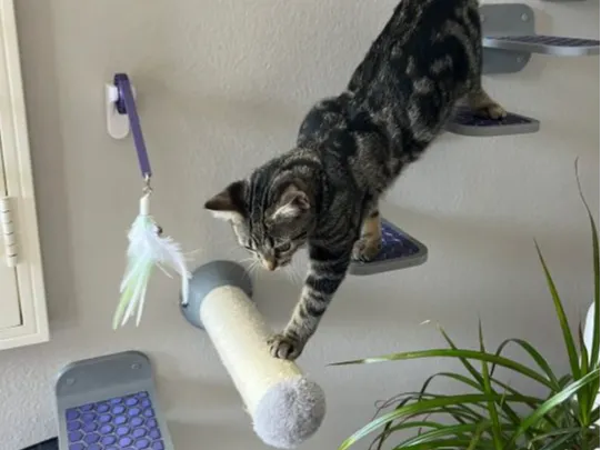 Cat Mounted Wall Steps