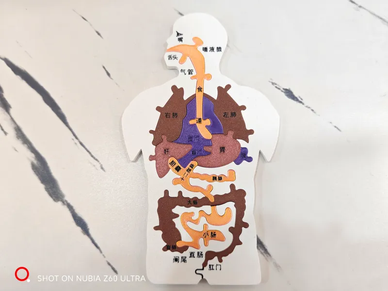 Human digestive system organ model puzzle