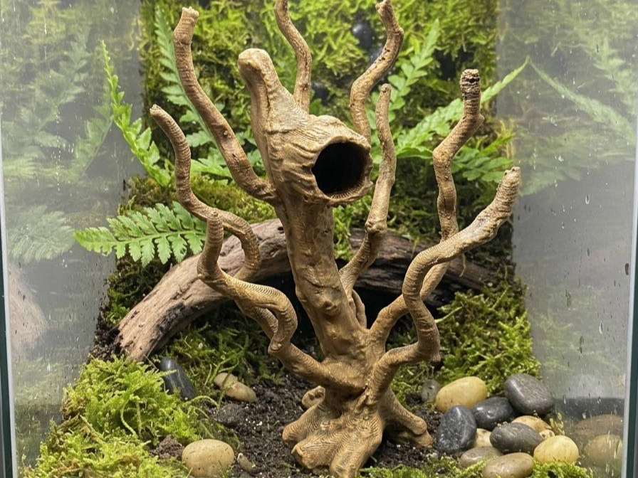 Springspinnen Baum mit Versteck Typ B