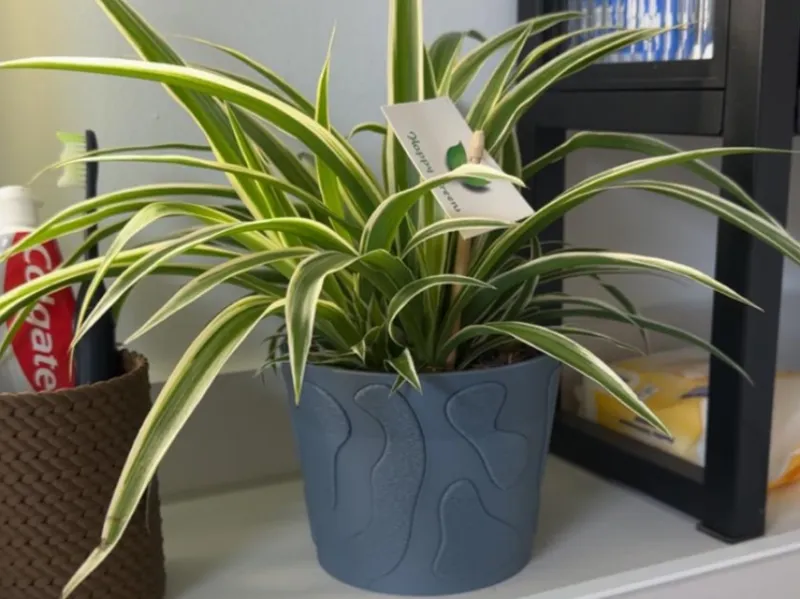Flowerpot/Planter with fuzzy skin elements