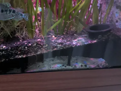 Slanted Fish Tunnel