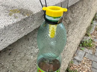 Wasp Trap Bottle Adapter