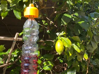 Trappola per Insetti Alberi Da frutto