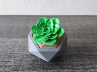 Planta suculenta con espacio de almacenamiento
