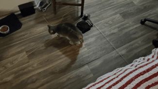 Motorized Cat Chase Toy - V2
