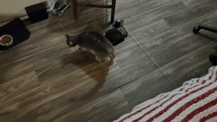 Motorized Cat Chase Toy - V2
