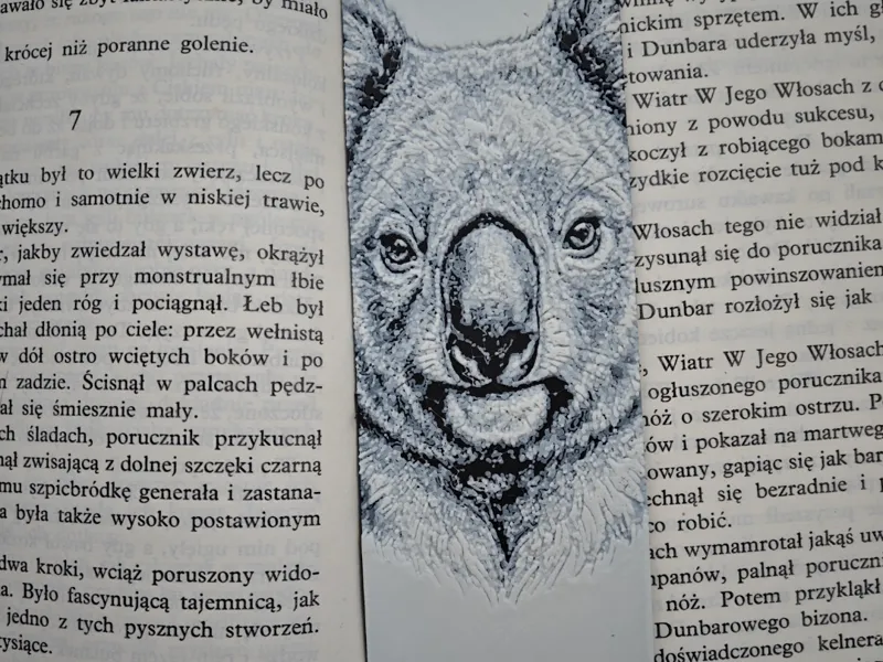 Koala
