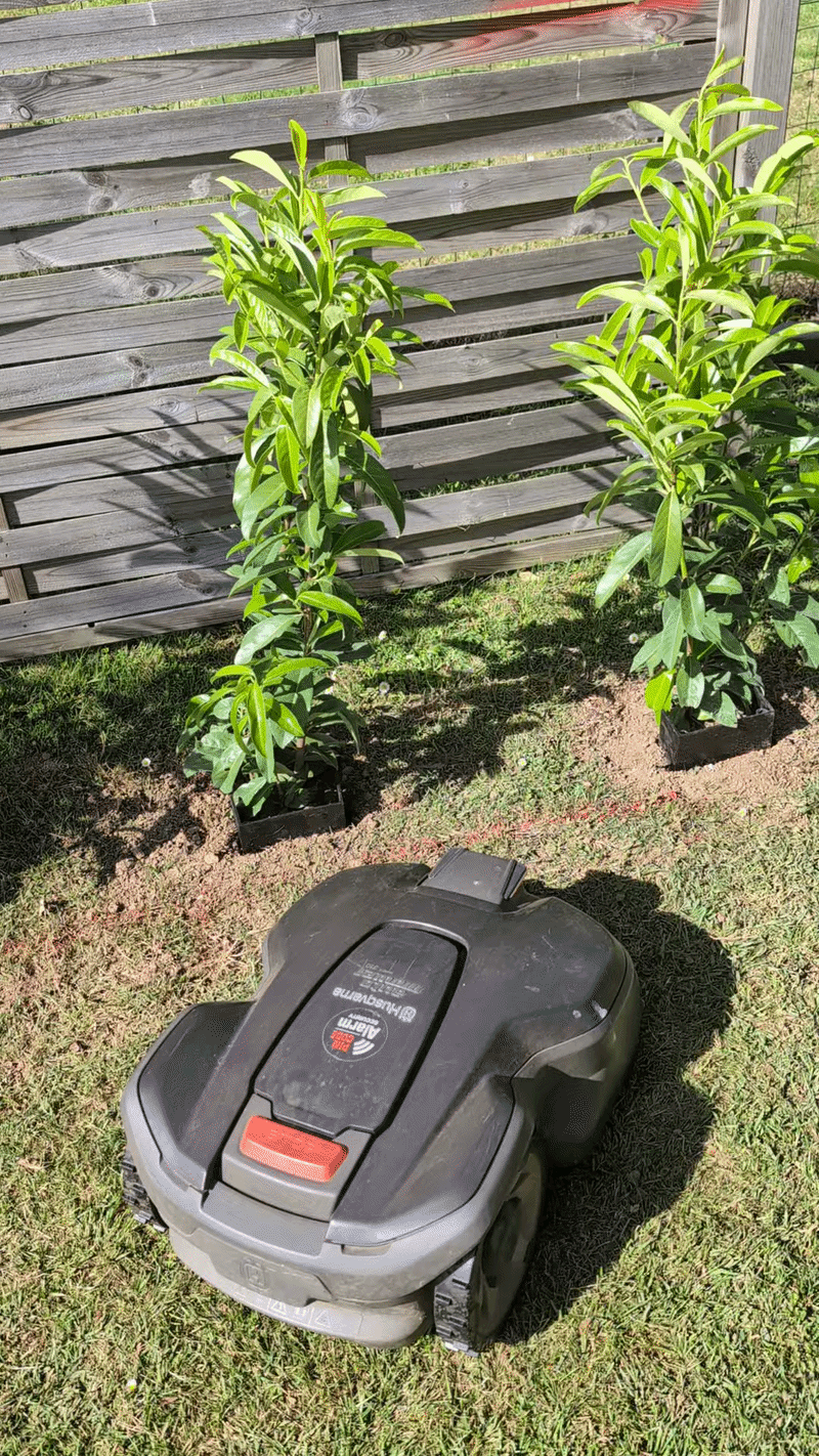Protection de plantes pour robot tondeuse