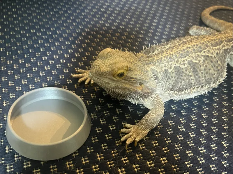 Medium Reptile Food Bowl