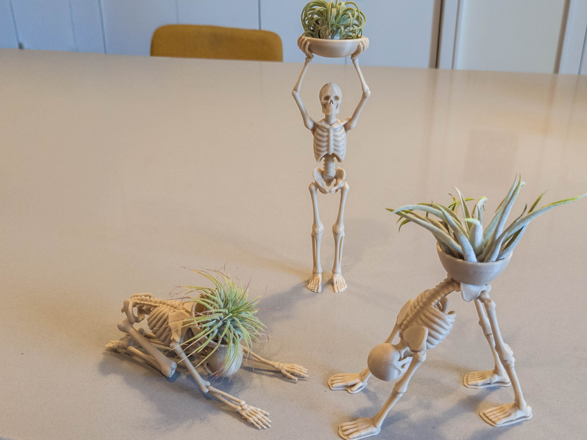 Air Plant Yoga Skeletons Part 3