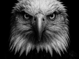 Hueforge Eagle