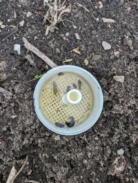 Piège à limaces et escargots — photo 7