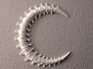 Spinal Moon Wall Decoration - 2 Hour Print