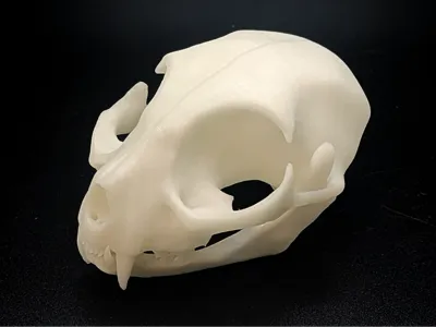 Cat Skull [v2] - Easy, Fast Print