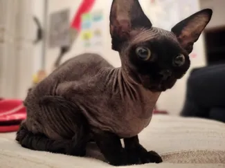 Cucciolo di gatto Devon Rex
