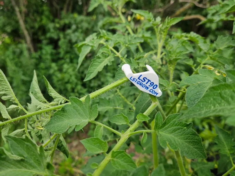 LST90