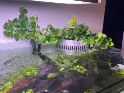 AquaClip Edge Plant Holder