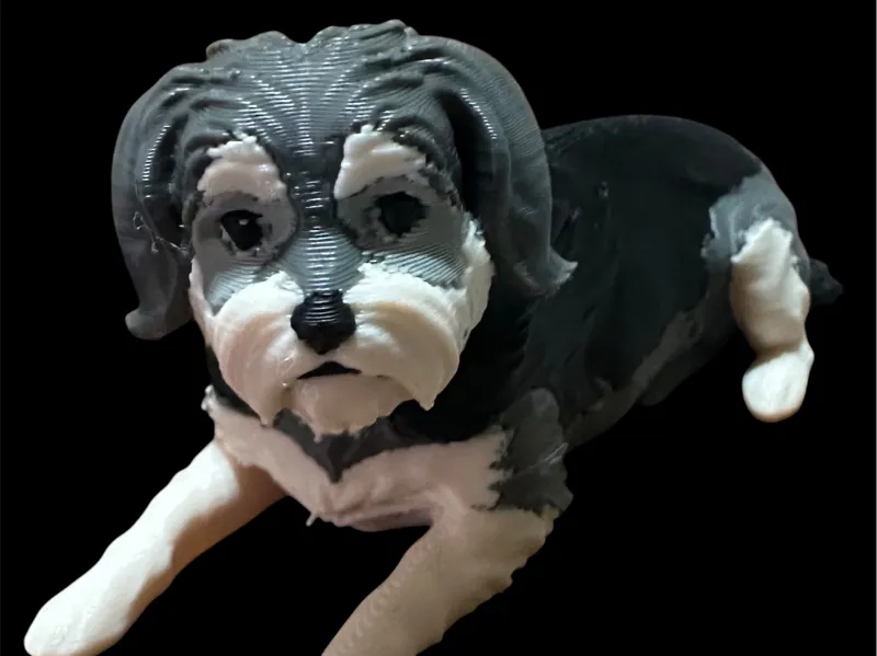 morkie