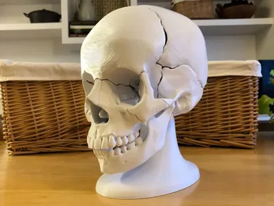 Full Size Accurate Magnetic Human Skull 