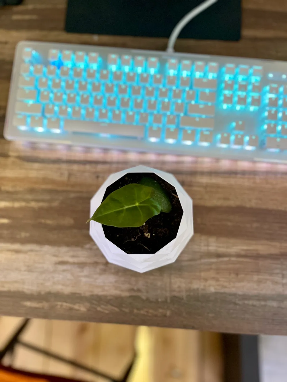 Small low poly pot by Null MakerWorld: Download Free 3D Models