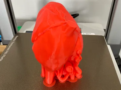 Anatomically Accurate Heart - Solid Model