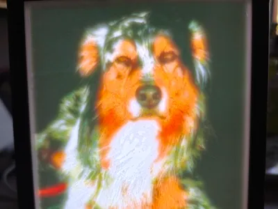 My Australian Shepherd "Blue"