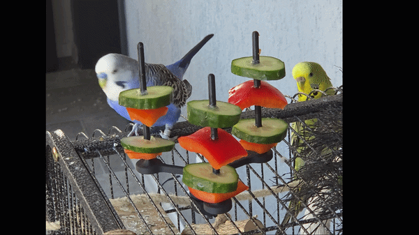 Interactive Rotating Bird Feeder for Budgies