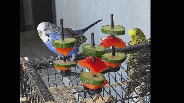 Interactive Rotating Bird Feeder for Budgies