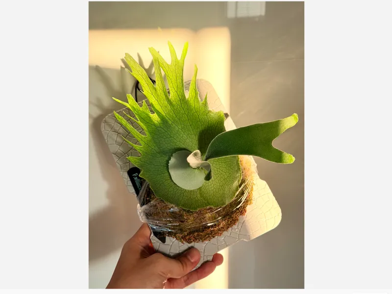 「裂纹」 鹿角蕨植板