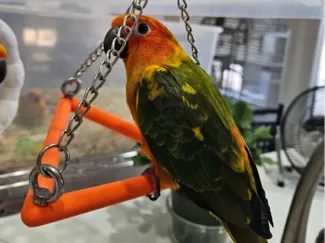 Happy Bird, triangle swing toy