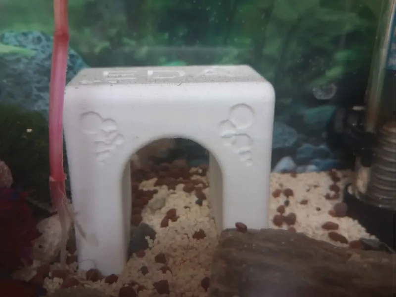 Tunnel for fish