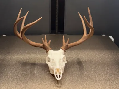 Double Main Beam Whitetail Buck-12 Pointer