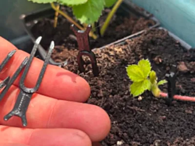 strawberry stolon clip 