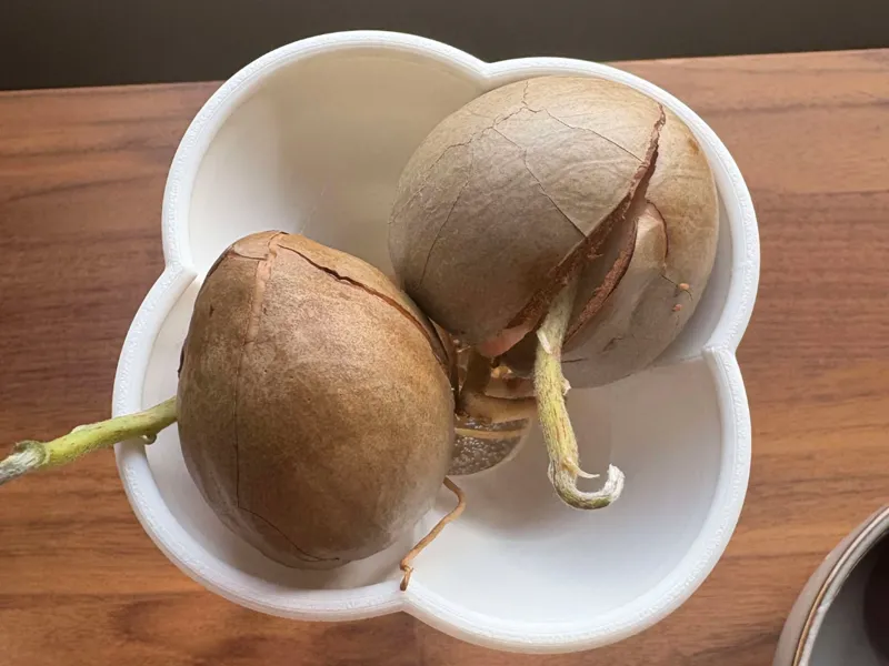 Multi Avocado Seed Sprouter