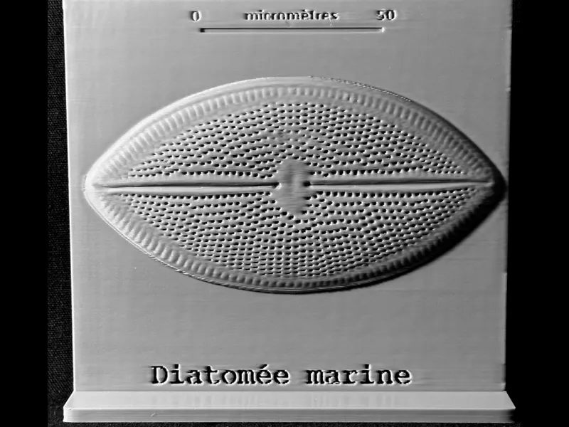 Projet microphotographies de diatomées